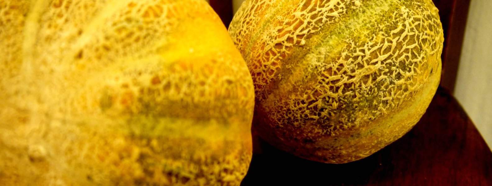 DIY How to keep rodents & pests off of your organic melons