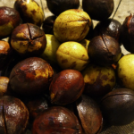 hickory nut recipe - hickory nut ambrosia step 1