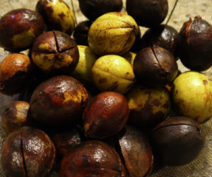hickory nut recipe - hickory nut ambrosia step 1