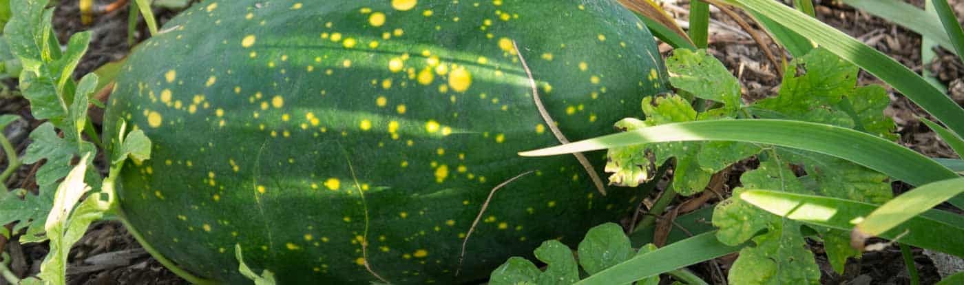 How to keep hungry rodents from eating your sun ripened melons - www.tyrantfarms.com