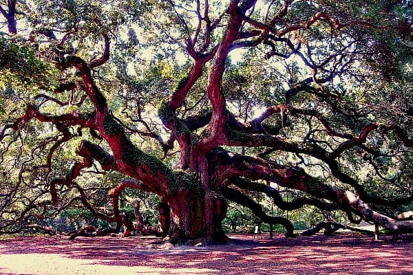 DIY: How to Make Acorn Flour by www.TyrantFarms.com - Angel Oak Tree