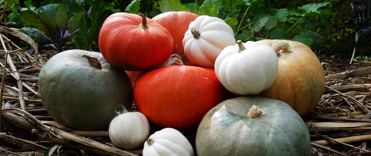 Tyrant Farms' Winter Squash & Pumpkins