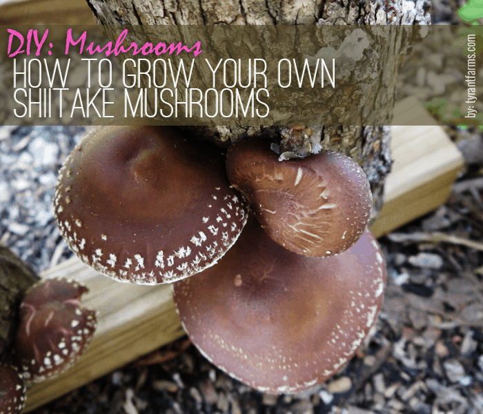 DIY: How to grow shiitake mushrooms