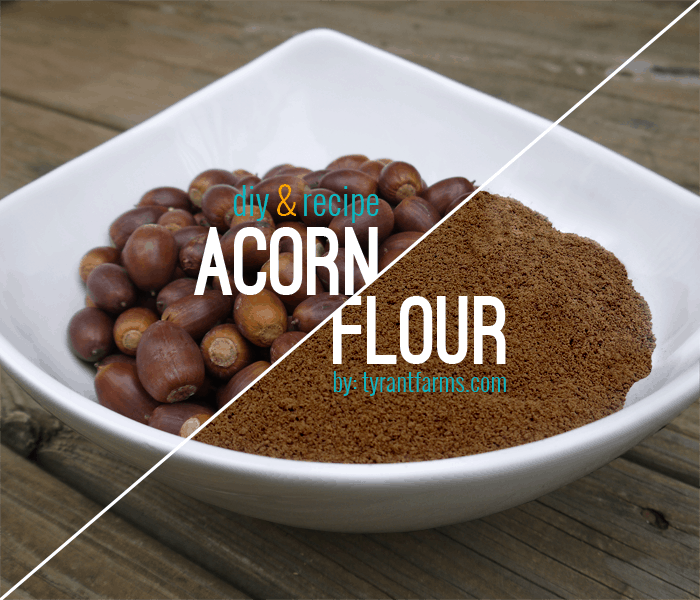 DIY: How to Make Acorn Flour at www.TyrantFarms.com DIY: How to Make Acorn Flour at www.TyrantFarms.com