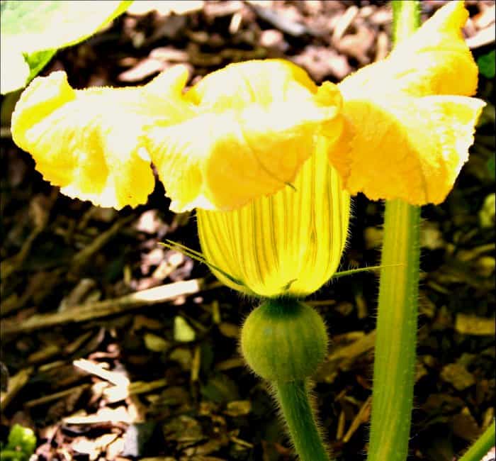 DIY How to Process and Eat Your Incredible Edible Pumpkin