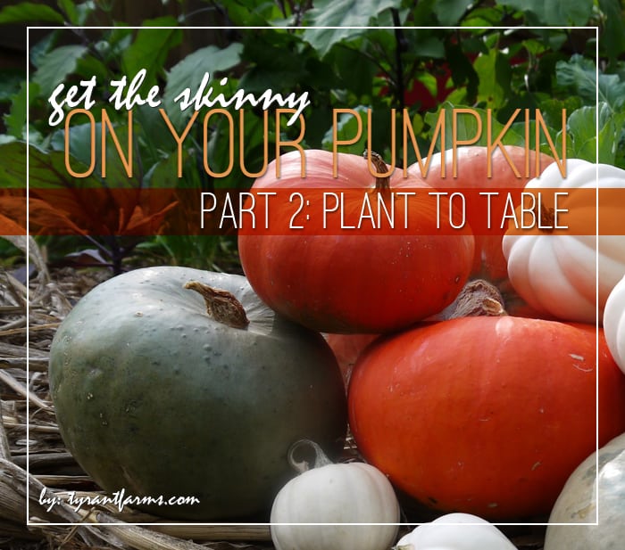DIY: How to Process and Eat Your Incredible Edible Pumpkin DIY: How to Process and Eat Your Incredible Edible Pumpkin