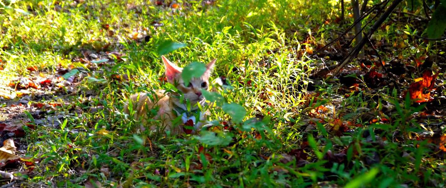 Featured mountain lion - Tyrant Farms