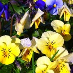 Featured Johnny Jumpups at Tyrant Farms