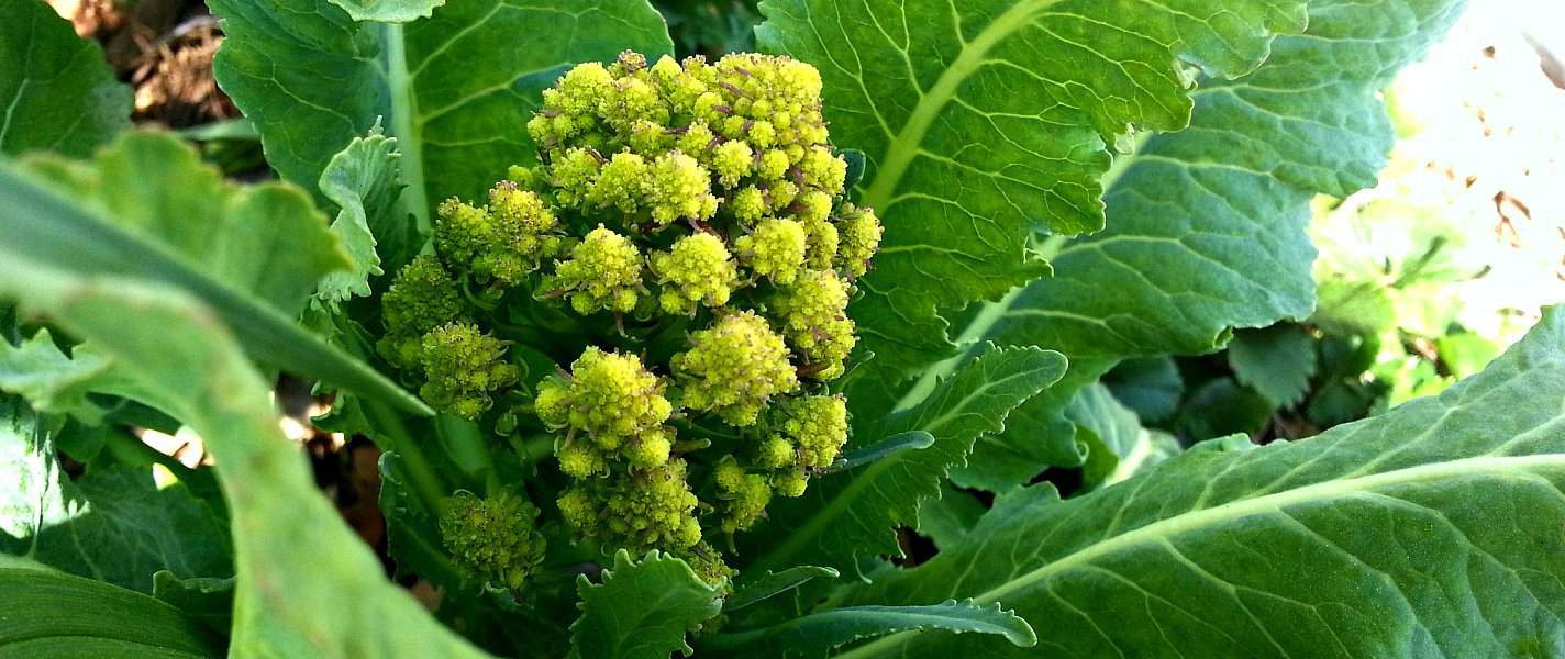 Romanesco broccoli - a beautiful equation at Tyrant Farms