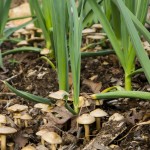Organic green garlic growing at Tyrant Farms