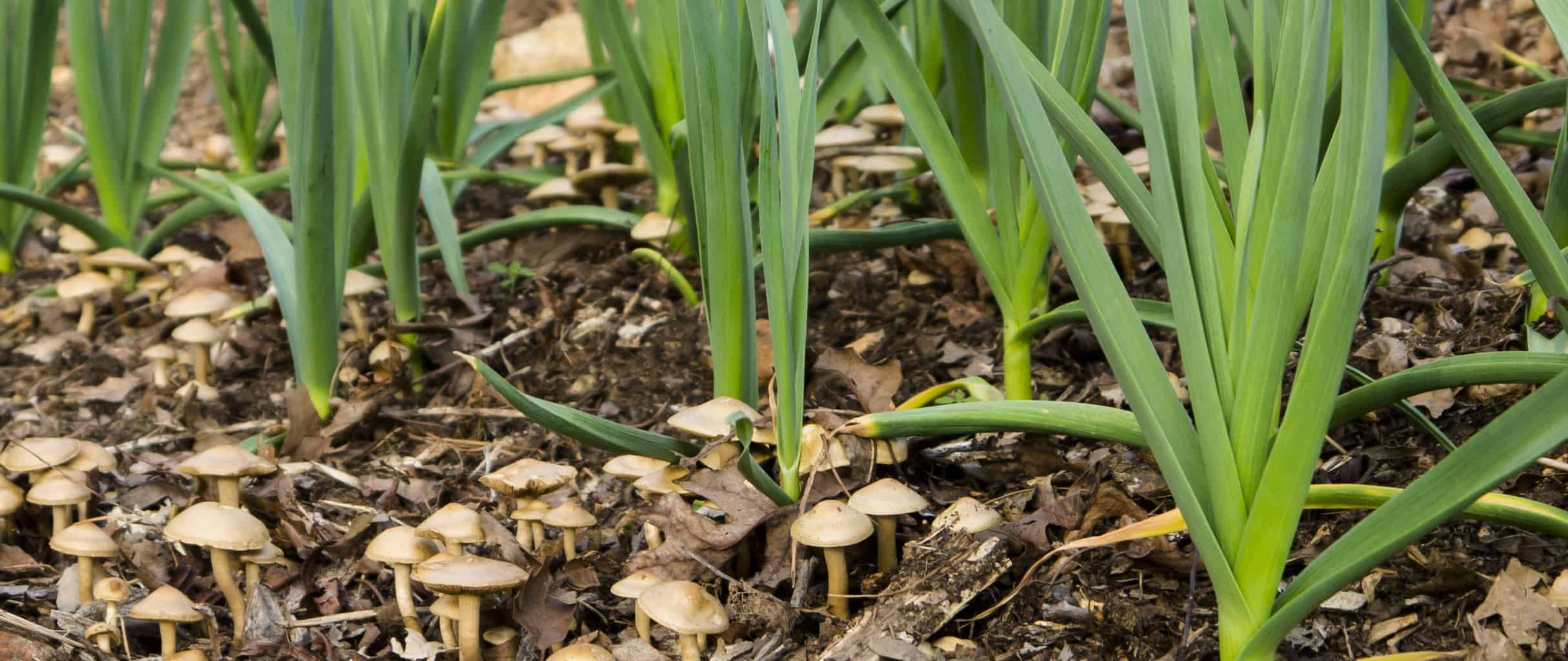 Recipe: Green Garlic Pesto - Tyrant Farms