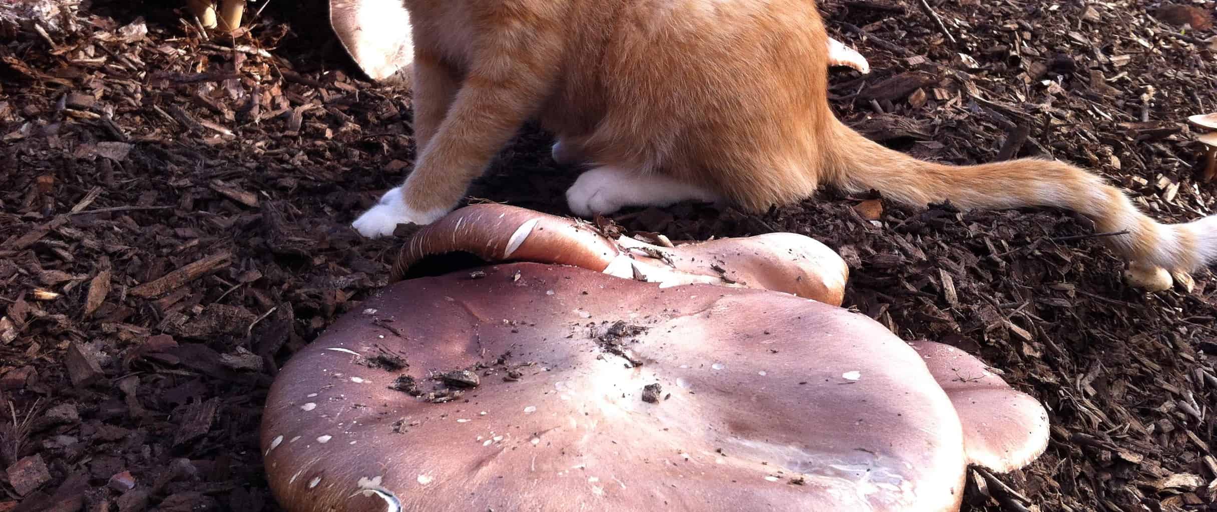 Oscar von Kitten checking out a King stropharia patch at Tyrant Farms.