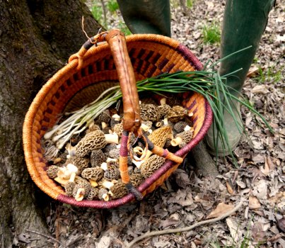 Basket of morel mushrooms - photo by Tyrant Farms
