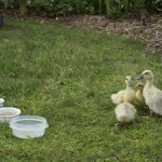 Welsh Harlequin Ducklings 2 - Tyrant Farms photo by John H. Christ