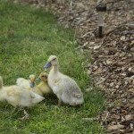 Welsh Harlequin Ducklings 3 - Tyrant Farms photo by John H. Christ
