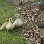 Welsh Harlequin Ducklings 4 - Tyrant Farms photo by John H. Christ