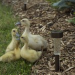 Welsh Harlequin Ducklings 5 - Tyrant Farms photo by John H. Christ