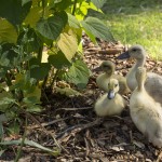 Welsh Harlequin Ducklings 6 - Tyrant Farms photo by John H. Christ