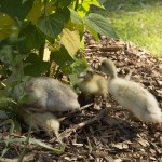Welsh Harlequin Ducklings 7 - Tyrant Farms photo by John H. Christ