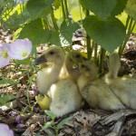 Welsh Harlequin Ducklings 1 - Tyrant Farms photo by John H. Christ