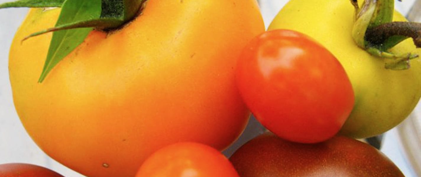 Heirloom Tomatoes Grafting Guide (Pictured: Persimmon, Grape, Garden Peach, Black Prince) by Tyrant Farms