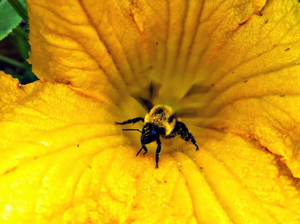 North American bumble bee at tyrant farms