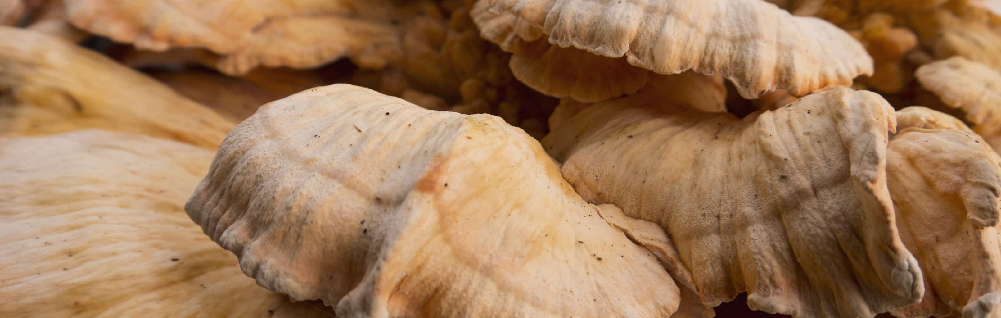 Introducing the Chicken of the Woods Mushroom (Laetiporus cincinnatus et al) Tyrant Farms