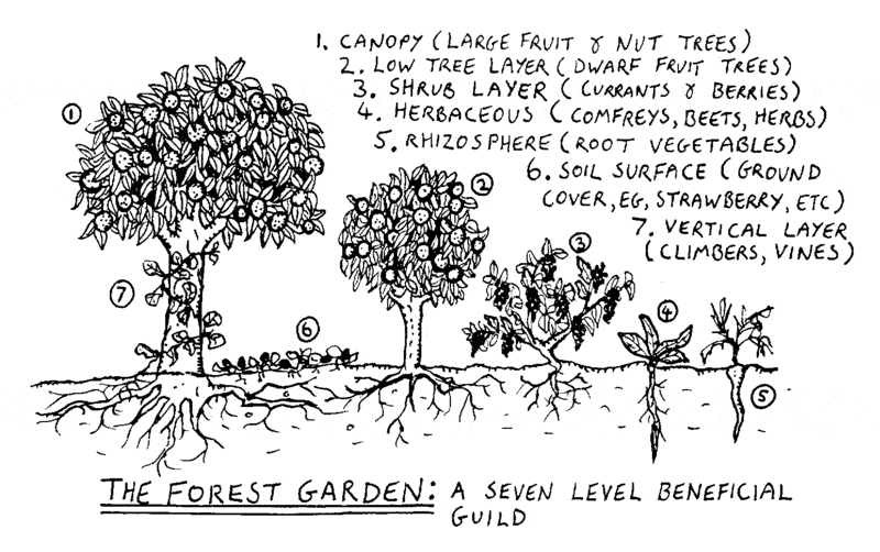 This image from Wikicommons shows the 3-dimensional layers of a biodiverse food forest, a design that can vastly outperform modern 1-dimensional monocrops on yields as well as producing superior ecological and human health outcomes.