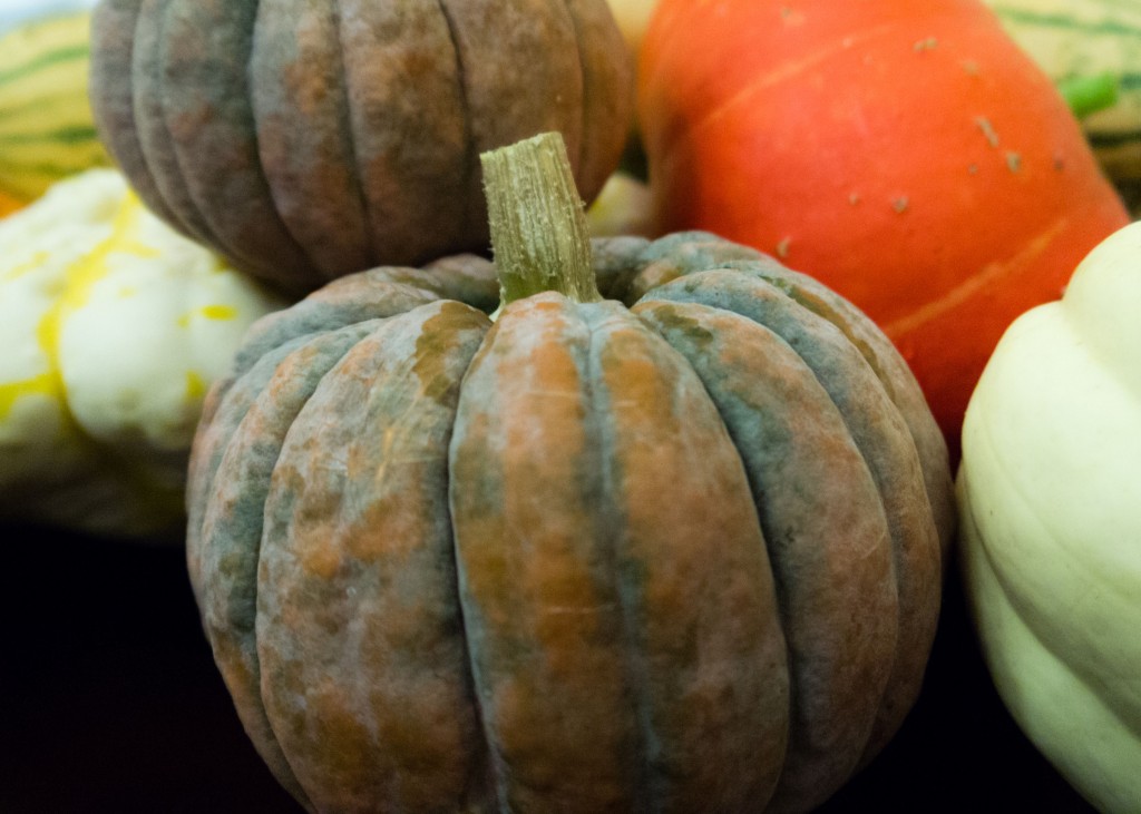 Various winter squash, grown this summer, at Tyrant Farms. What beautiful colors and textures! 