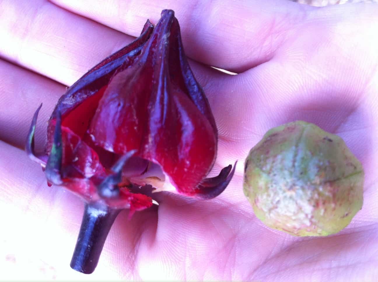 Hibiscus calyx (left) separated from the interior seed pod.