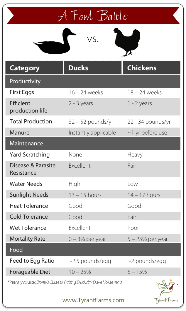 duck vs chicken