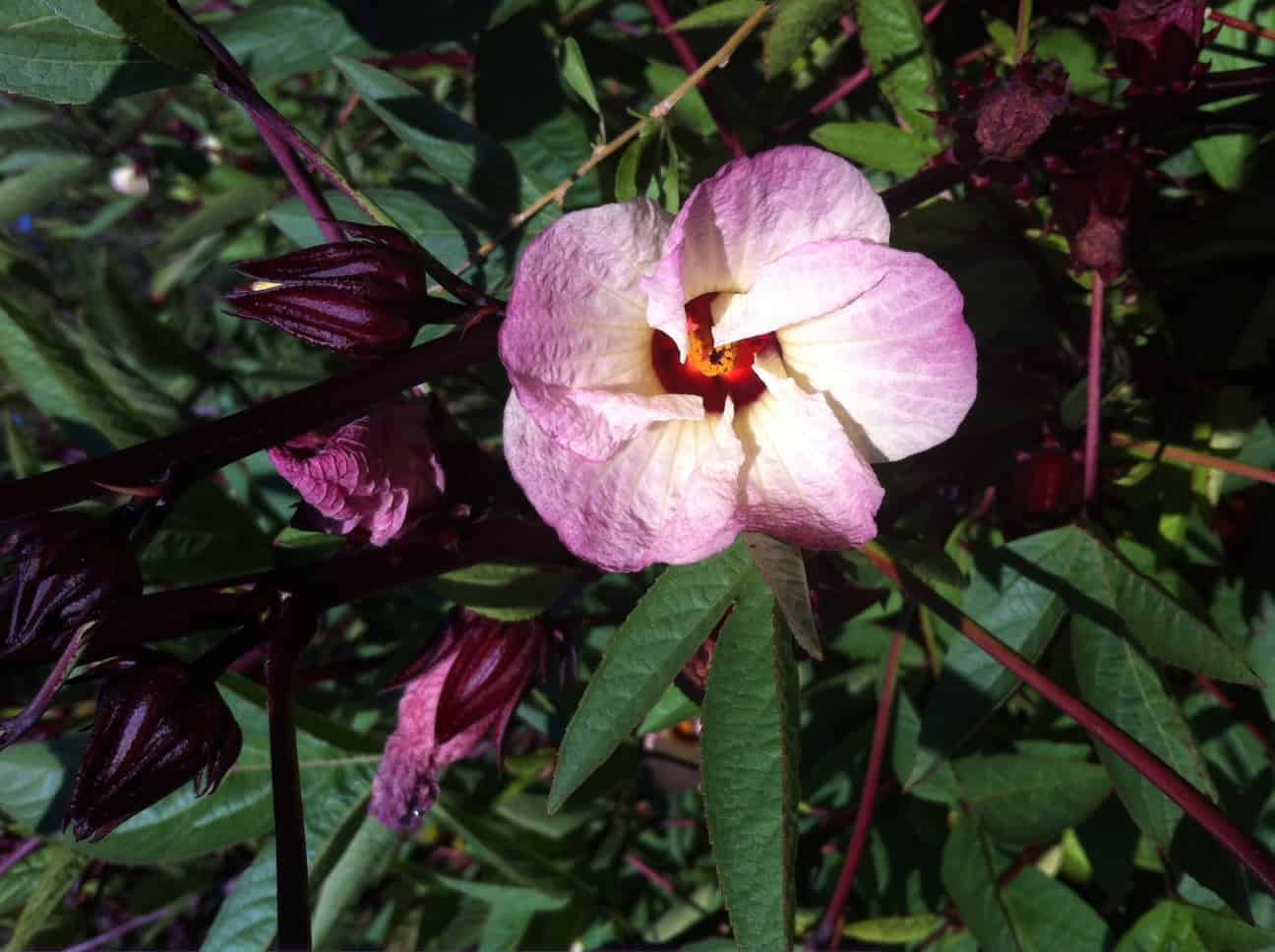 Hibiscus A Tasty Addition To Your Edible Landscape Or Garden Tyrant Farms