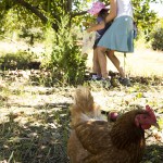 Lisa and Alli pick apples at Windy Hill Orchard & Cidery as chickens forage in the foreground.