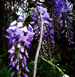 Wisteria flowers beginning to open.