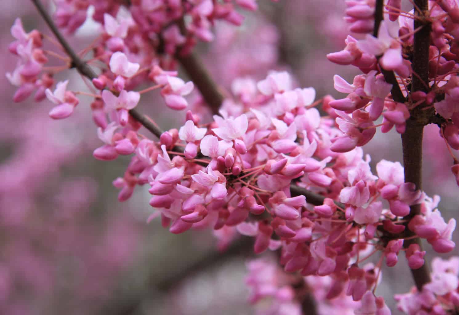 Redbud flowers - image courtesy of wikimedia.