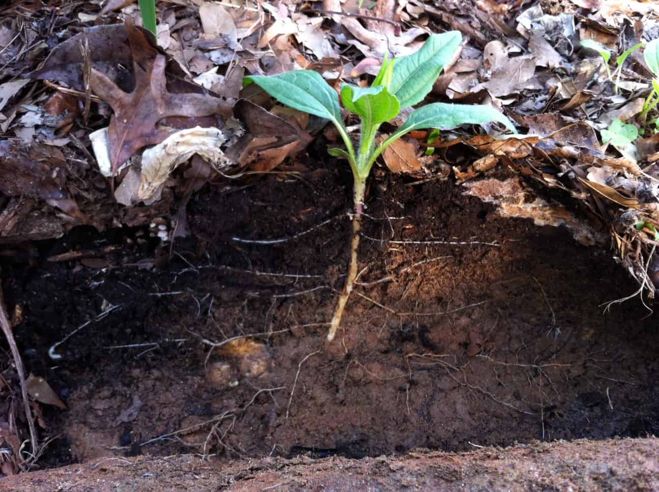 图:暴君农场的土壤正在生长。一个美丽的横切面显示一个年轻的菊芋植物的根圈。