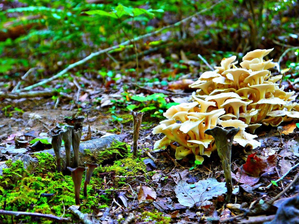 Dois cogumelos raros deliciosos: trombetas Preto (Craterellus fallax) e guarda-chuva polypore (Polyporus umbellatus) que cresce ao lado do outro.