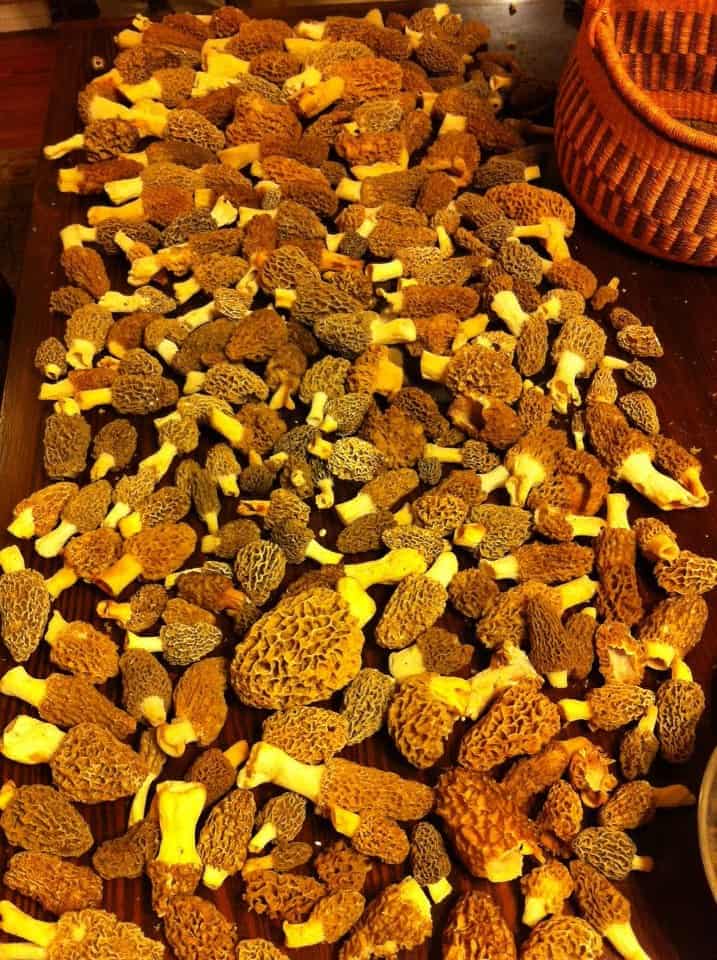 A colheita Morel bonito.