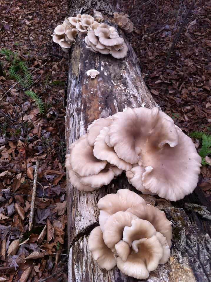 我们喜欢用食用菌给原木接种，比如这些平菇(平菇)。平菇是白腐真菌的一种，是地球上少数能消化木质素的生物之一。木质素是一种聚合物，它赋予木材结构。