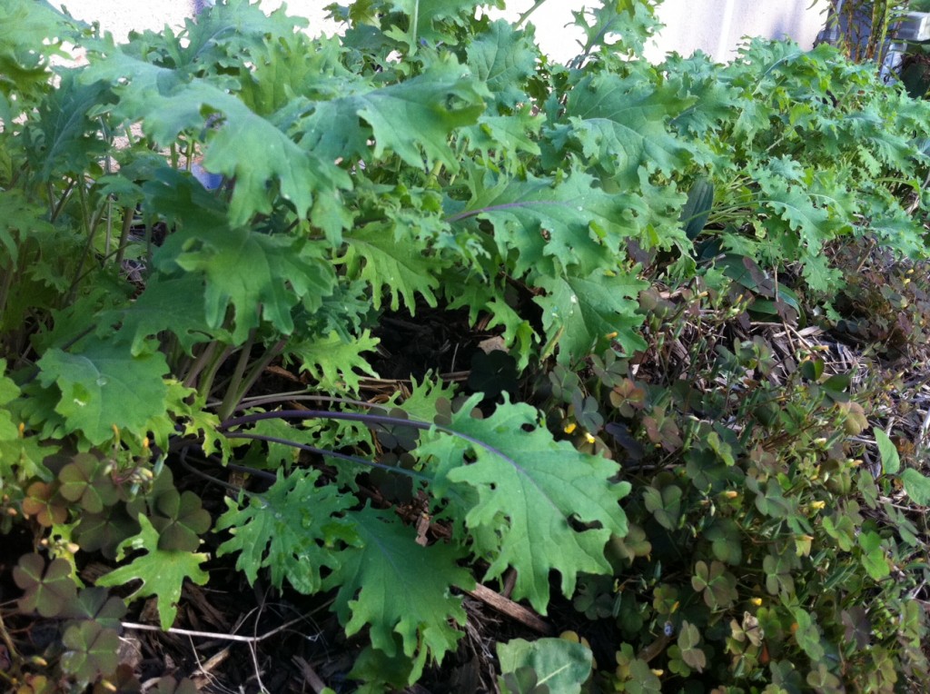 kale