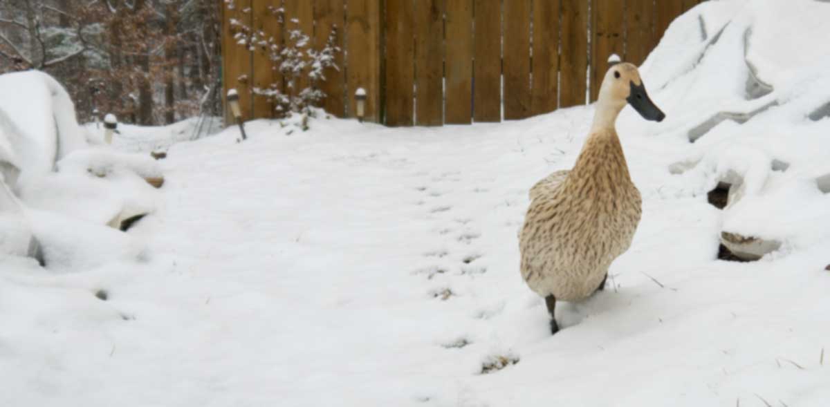 integrating ducks into your backyard
