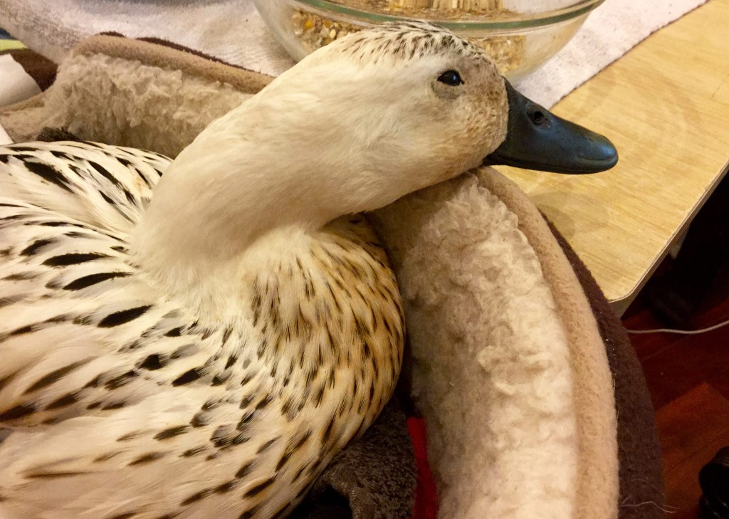 Our Welsh Harlequin Duck, Skipper, sick with a bacterial infection.