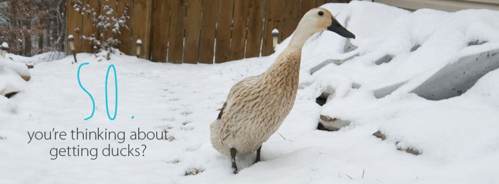white-duck-featured-image