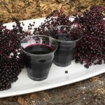 How to make elderberry syrup - elderberry syrup recipe