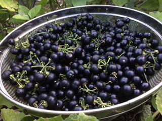Recipe Garden Huckleberry Preserves A