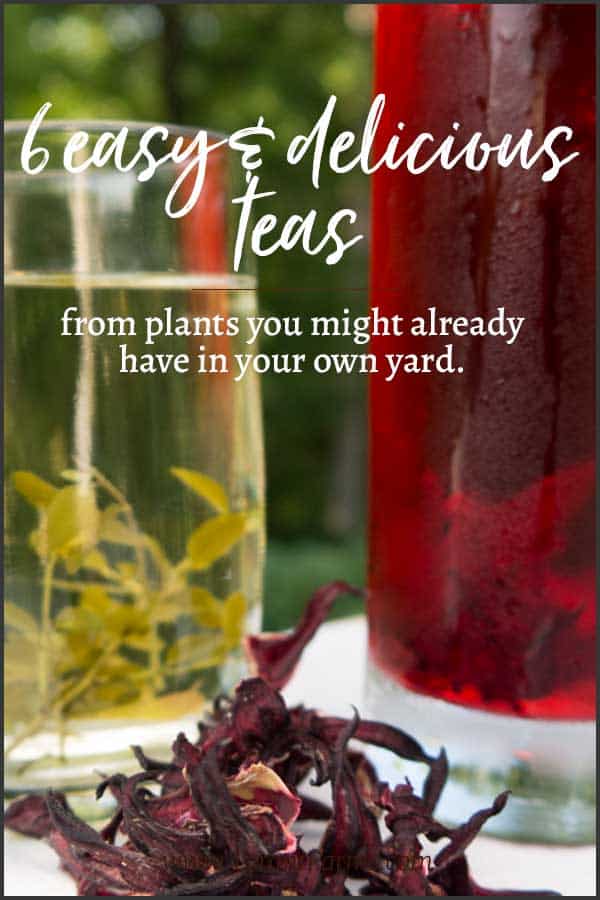 6 easy & delicious teas you can make from plants you probably already have in your yard! #growyourown #tyrantfarms #tea