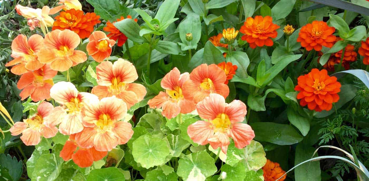 Gee Whiz - unlimited free fertilizer...say what?! - www.tyrantfarms.com