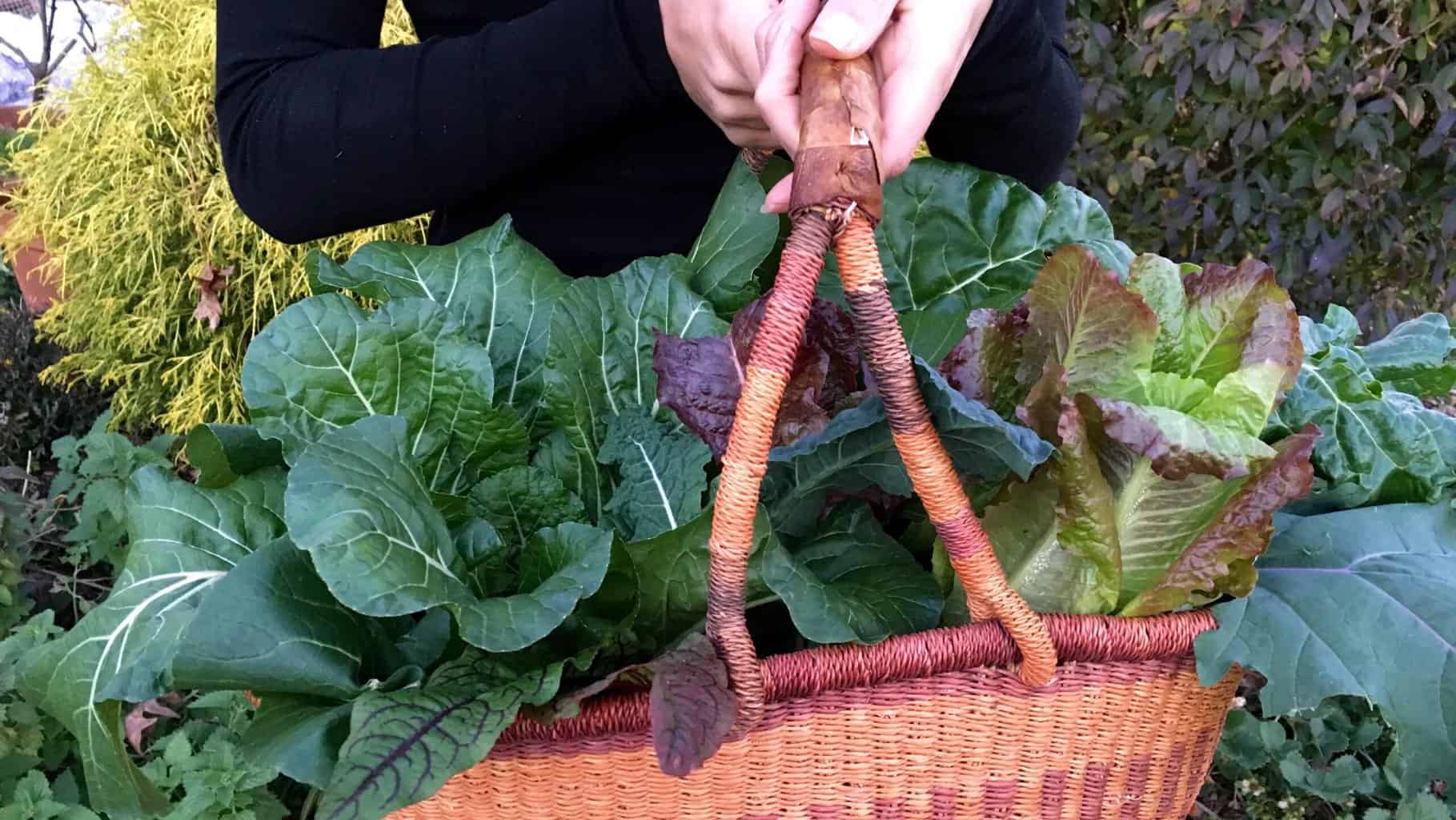 fall and winter gardening tips featured image