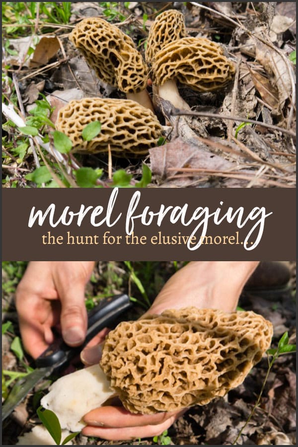 The hunt for the morel mushroom, one of the world's most coveted wild, gourmet fungi begins anew each spring... And it's almost time! #morels #morel #morelforaging #foragingmushrooms #mushrooms #tyrantfarms