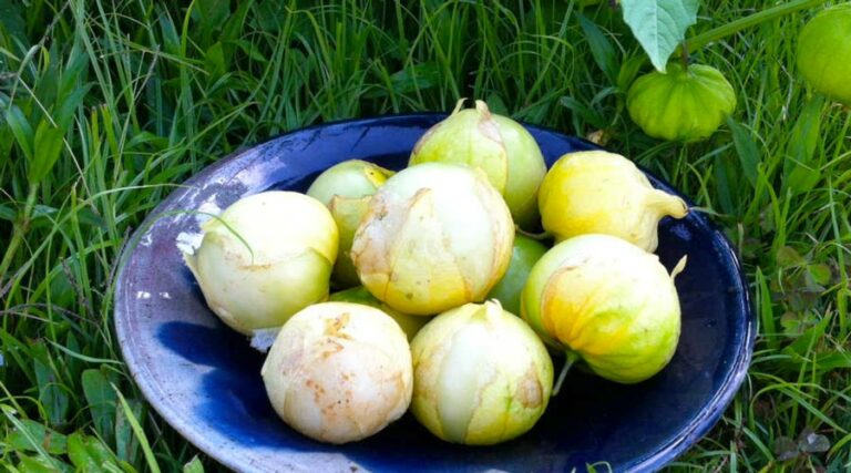 tomatillo salsa verde featured image